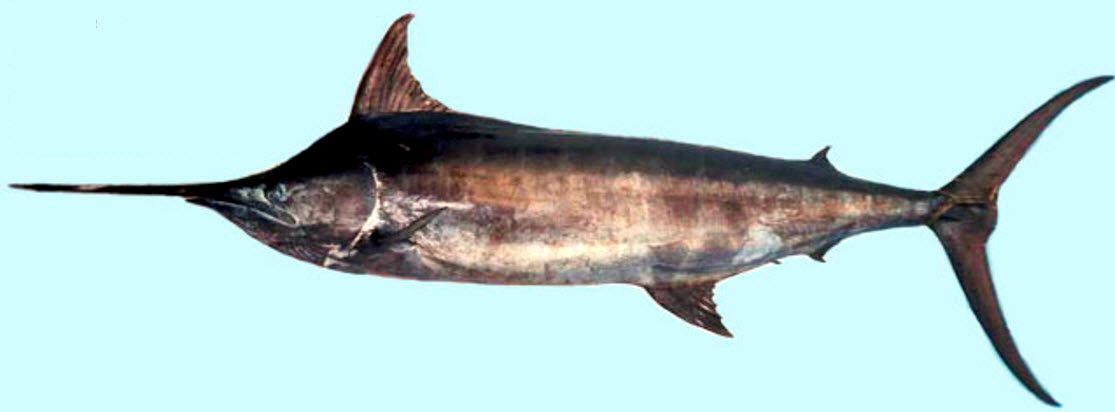 Makaira nigricans_02.jpg